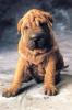 Shar-pei
