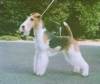 Fox Terrier