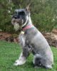 schnauzer