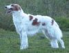 barzoi