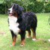 berner sennenhond