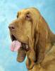 bloedhond