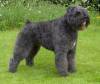 Bouvier