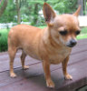 chihuahua
