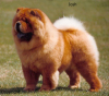 Chow chow
