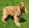 Cocker Spaniel