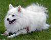 Keeshond