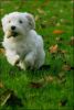 Maltezer