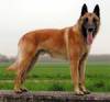 Mechelse herder