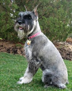 schnauzer