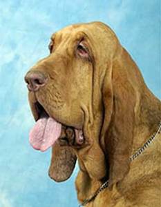 bloedhond