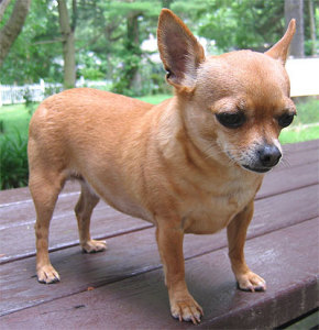 chihuahua