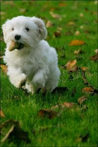 Maltezer